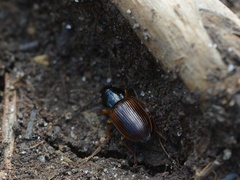 Anisodactylus sanctaecrucis