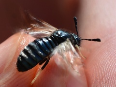 Abia lonicerae
