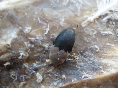 Dermestes dimidiatus