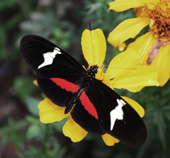 Heliconius clysonymus clysonymus