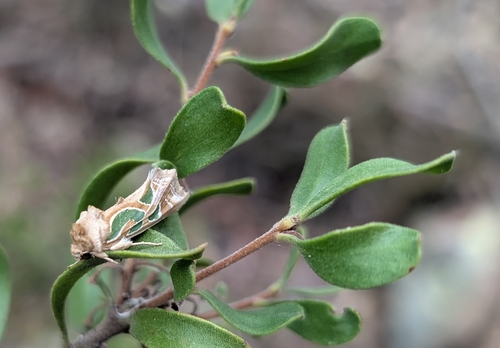 Green-blotched Moth
