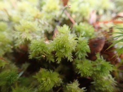 Sphagnum compactum