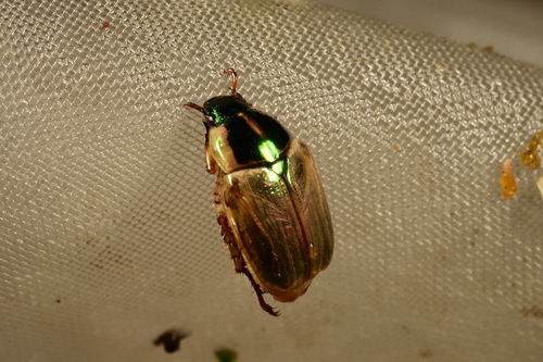 Ischnopopillia flavomarginata
