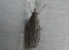 Eudonia bisinualis