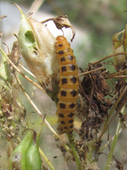 Eupithecia zygadeniata