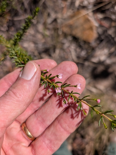 Zieria aspalathoides observed 2026-08-08
