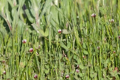 Trifolium variegatum