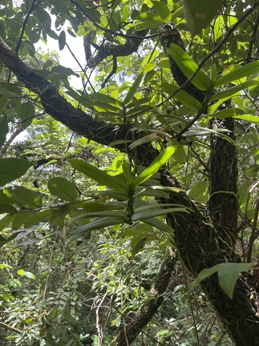Calyptrochilum christyanum