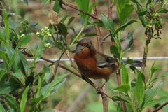 Microspingus erythrophrys