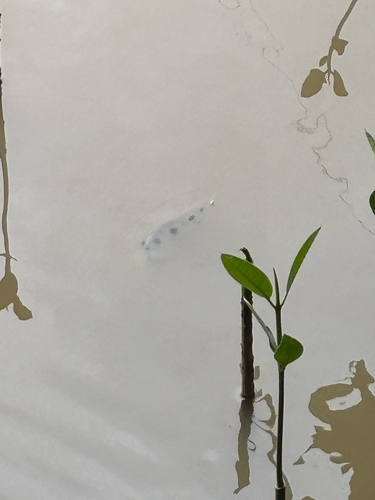 Spotted Archerfish