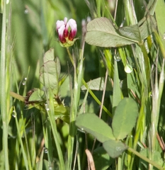 Trifolium variegatum