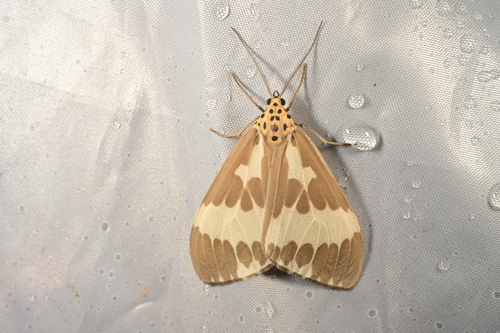 Nyctemera arctata