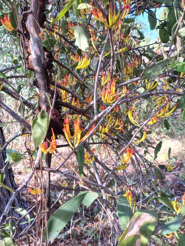 Long-flower Mistletoe