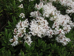 Veronica subalpina