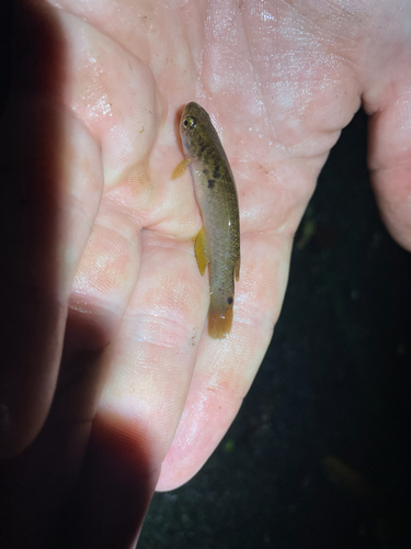 Isthmian Rivulus