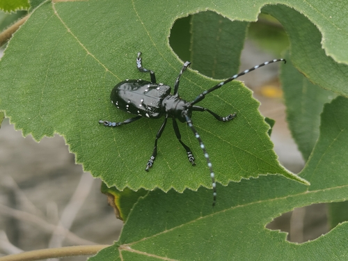 Citrus Longhorn Beetle