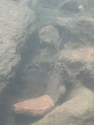 Acrossocheilus fasciatus