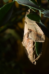 Evergestis triangulalis