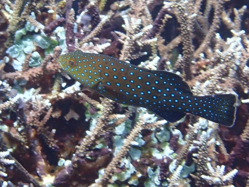Plectropomus areolatus observed 2026-08-07