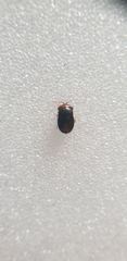 Geocoris erythrocephalus