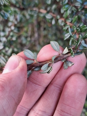 Cotoneaster microphyllus, photograph (c) Oscar Dove, some rights reserved (CC BY)