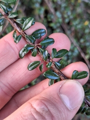 Cotoneaster microphyllus, photograph (c) Oscar Dove, some rights reserved (CC BY)