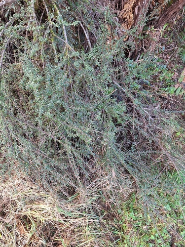 Cotoneaster microphyllus, photograph 5