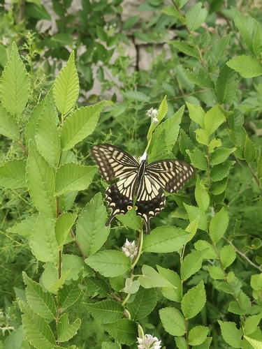 Chinese Yellow Swallowtail
