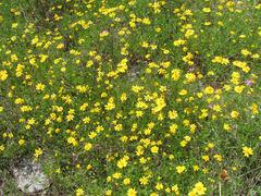 Tetraneuris linearifolia