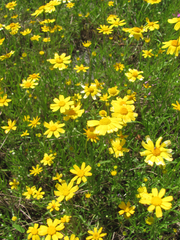 Tetraneuris linearifolia