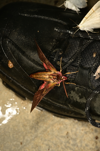 Elephant Hawkmoth