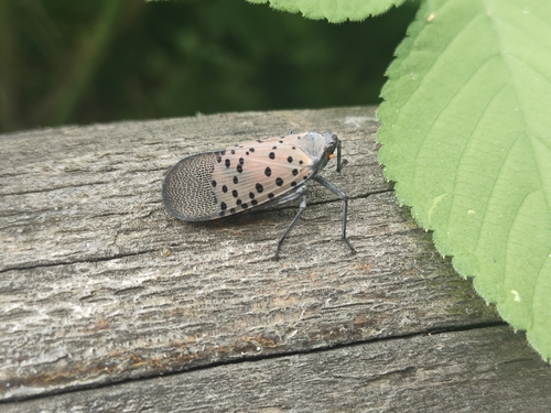 Spotted Lanternfly