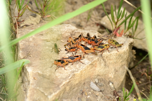 Migratory Locust