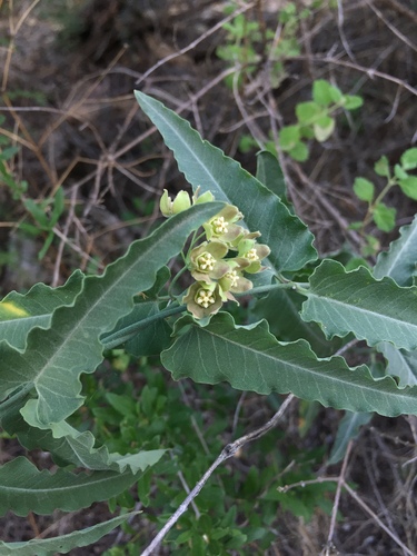 Funastrum crispum, photograph 5