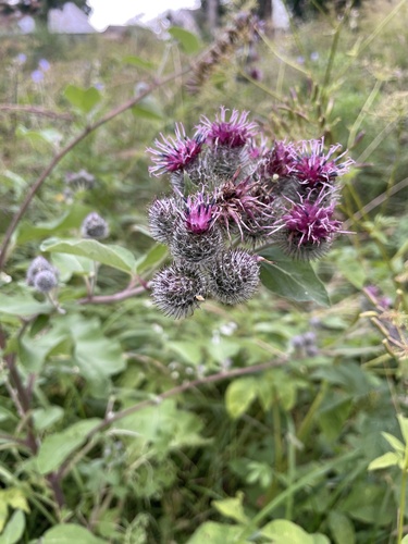 Woolly Burdock