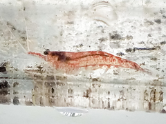 Neocaridina davidi