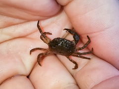 Rhithropanopeus harrisii