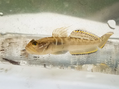 Microgobius gulosus