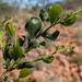 Acacia monticola