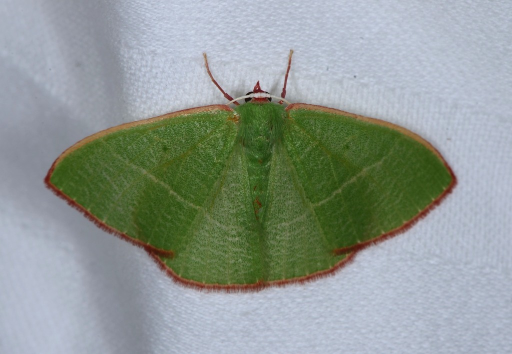 Pink-margined Green
