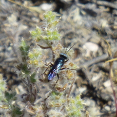 Dryudella caerulea