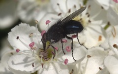 Protophormia terraenovae