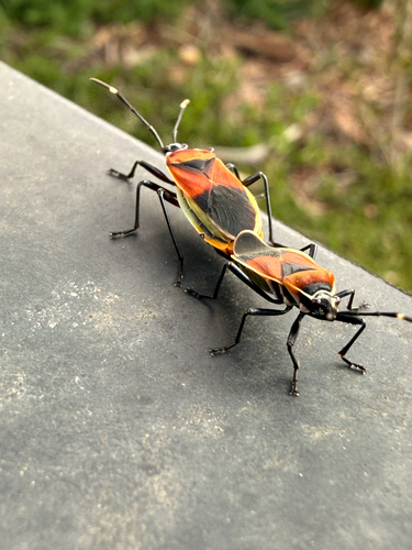 Harlequin Red Bug