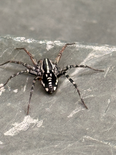 Spotted Ground Swift Spider