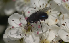 Protophormia terraenovae