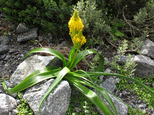 Bulbinella gibbsii