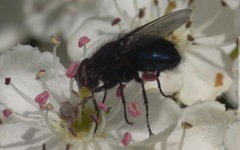 Protophormia terraenovae
