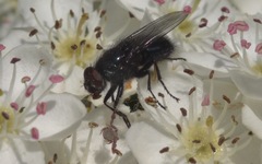 Protophormia terraenovae