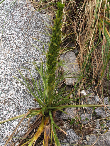 Aciphylla crenulata