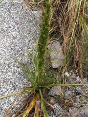 Aciphylla crenulata